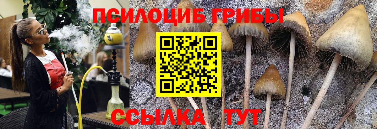 Галлюциногенные грибы Psilocybine cubensis Ессентуки